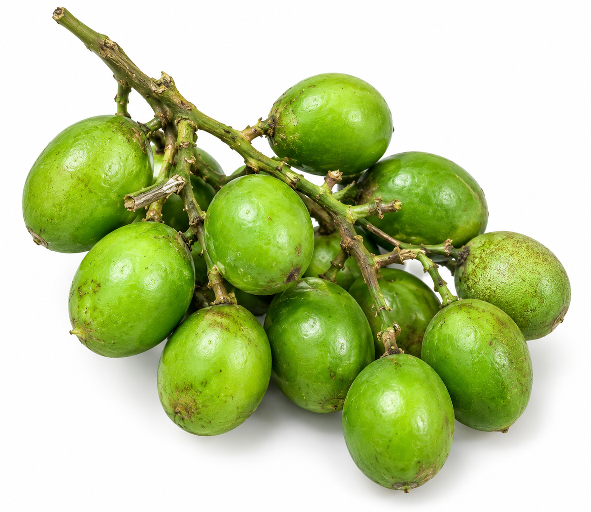 MAMONCILLO