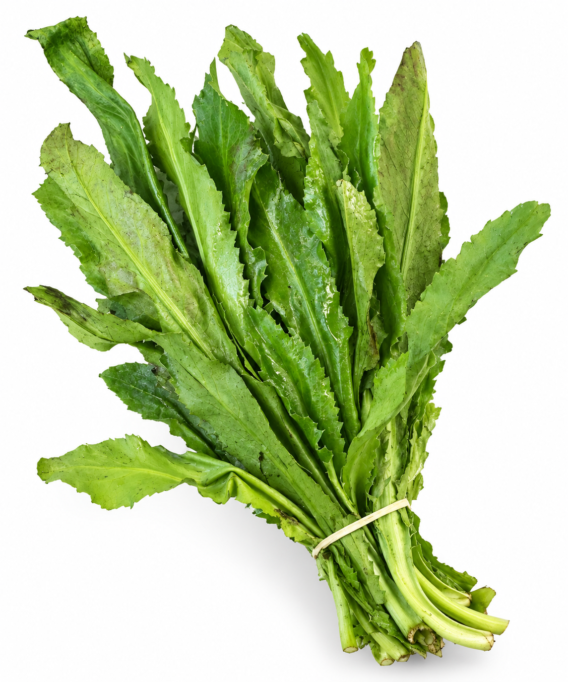 CULANTRO /